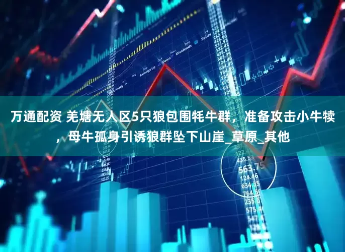 万通配资 羌塘无人区5只狼包围牦牛群，准备攻击小牛犊，母牛孤身引诱狼群坠下山崖_草原_其他